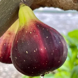Organic Purple Fig Plant Seedling – Live Plant – 6 inch Pot – Outdoor/Indoor - Image 1