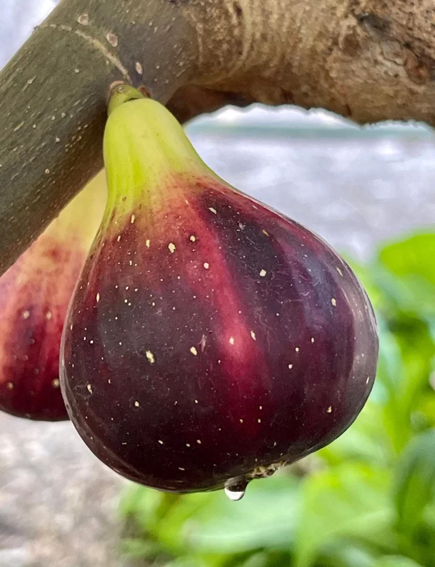 Organic Purple Fig Plant Seedling – Live Plant – 6 inch Pot – Outdoor/Indoor - Image 1