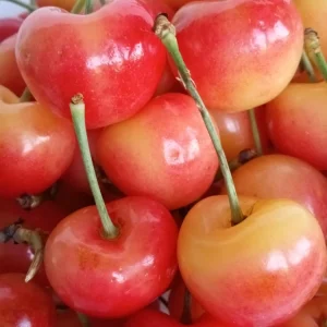 Organic Rainier Cherry Seeds - 5 Count - Edible Fruit Tree Seeds - Outdoor - Image 2