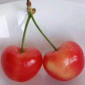 Organic Rainier Cherry Seeds - 5 Count - Edible Fruit Tree Seeds - Outdoor - Image 3