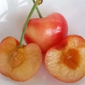 Organic Rainier Cherry Seeds - 5 Count - Edible Fruit Tree Seeds - Outdoor - Image 4