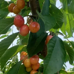 Organic Rainier Cherry Seeds - 5 Count - Edible Fruit Tree Seeds - Outdoor - Image 5