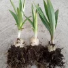 Organic Tiger Lily Lilium Lancifolium Live Rooted Plant - Edible Perennial - Image 1
