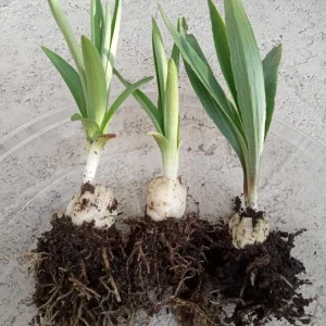 Organic Tiger Lily Lilium Lancifolium Live Rooted Plant - Edible Perennial - Image 1