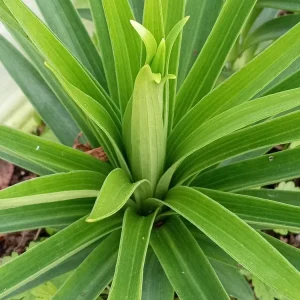 Organic Tiger Lily Lilium Lancifolium Live Rooted Plant - Edible Perennial - Image 10