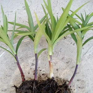 Organic Tiger Lily Lilium Lancifolium Live Rooted Plant - Edible Perennial - Image 11