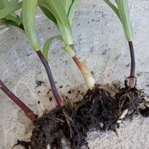 Organic Tiger Lily Lilium Lancifolium Live Rooted Plant - Edible Perennial - Image 12