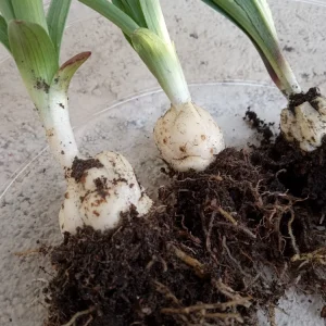 Organic Tiger Lily Lilium Lancifolium Live Rooted Plant - Edible Perennial - Image 2