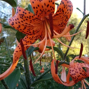 Organic Tiger Lily Lilium Lancifolium Live Rooted Plant - Edible Perennial - Image 3