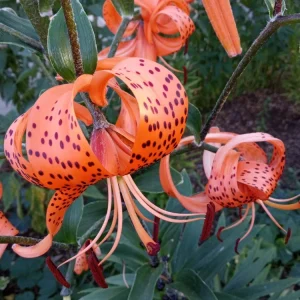 Organic Tiger Lily Lilium Lancifolium Live Rooted Plant - Edible Perennial - Image 4