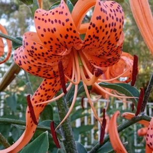 Organic Tiger Lily Lilium Lancifolium Live Rooted Plant - Edible Perennial - Image 5