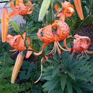 Organic Tiger Lily Lilium Lancifolium Live Rooted Plant - Edible Perennial - Image 6