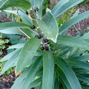 Organic Tiger Lily Lilium Lancifolium Live Rooted Plant - Edible Perennial - Image 7