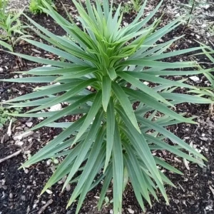 Organic Tiger Lily Lilium Lancifolium Live Rooted Plant - Edible Perennial - Image 8