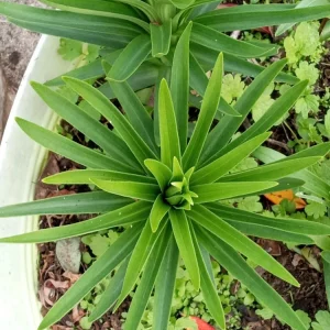 Organic Tiger Lily Lilium Lancifolium Live Rooted Plant - Edible Perennial - Image 9