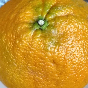 Organic Valentine Pummelo Citrus Seeds - 5 Hybrid Variety Seeds - Image 3