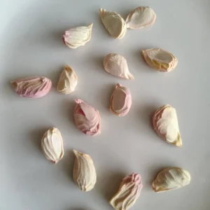 Organic Valentine Pummelo Citrus Seeds - 5 Hybrid Variety Seeds - Image 4
