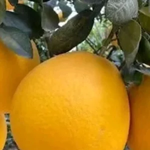 Organic Valentine Pummelo Citrus Seeds - 5 Hybrid Variety Seeds - Image 5