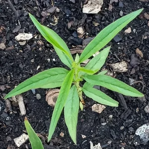 Organic White Flesh Peach Sapling - Sweet & Juicy Fruit Tree - Outdoor - Image 10