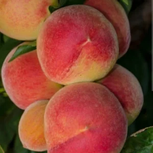 Organic White Flesh Peach Sapling - Sweet & Juicy Fruit Tree - Outdoor - Image 2