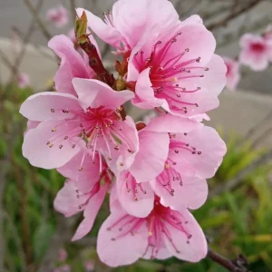 Organic White Flesh Peach Sapling - Sweet & Juicy Fruit Tree - Outdoor - Image 3
