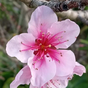 Organic White Flesh Peach Sapling - Sweet & Juicy Fruit Tree - Outdoor - Image 4