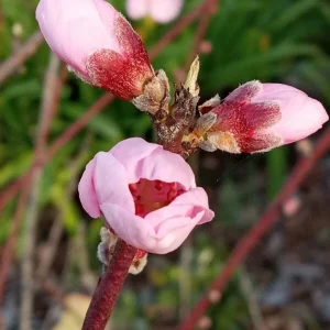 Organic White Flesh Peach Sapling - Sweet & Juicy Fruit Tree - Outdoor - Image 5