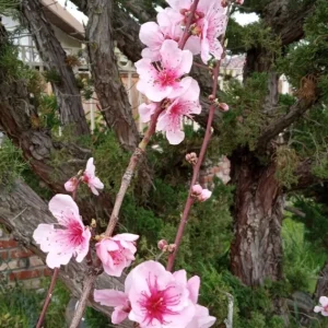 Organic White Flesh Peach Sapling - Sweet & Juicy Fruit Tree - Outdoor - Image 6