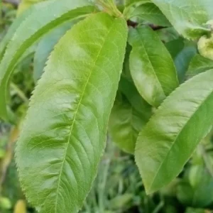 Organic White Flesh Peach Sapling - Sweet & Juicy Fruit Tree - Outdoor - Image 7