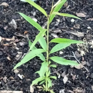 Organic White Flesh Peach Sapling - Sweet & Juicy Fruit Tree - Outdoor - Image 9