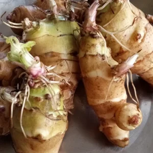 Organic White Fuseau Sunchoke Bulbs - Jerusalem Artichoke Helianthus Tuberosus 8 oz - Image 2