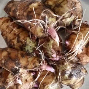 Organic White Fuseau Sunchoke Bulbs - Jerusalem Artichoke Helianthus Tuberosus 8 oz - Image 3
