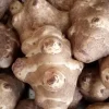 Organic White Fuseau Sunchoke Bulbs - Jerusalem Artichoke Helianthus Tuberosus 8 oz - Image 1
