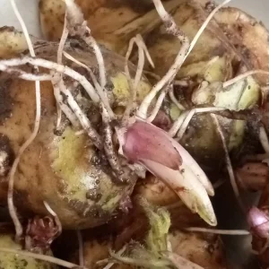 Organic White Fuseau Sunchoke Bulbs - Jerusalem Artichoke Helianthus Tuberosus 8 oz - Image 4