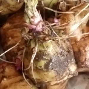 Organic White Fuseau Sunchoke Bulbs - Jerusalem Artichoke Helianthus Tuberosus 8 oz - Image 5