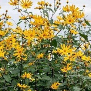 Organic White Fuseau Sunchoke Bulbs - Jerusalem Artichoke Helianthus Tuberosus 8 oz - Image 6