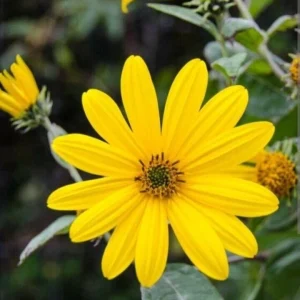 Organic White Fuseau Sunchoke Bulbs - Jerusalem Artichoke Helianthus Tuberosus 8 oz - Image 7