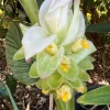 Organic Yellow Turmeric Ginger Bulbs - Live Edible Plant Ready to Grow, Outdoor, Edible, Perennial - Image 1