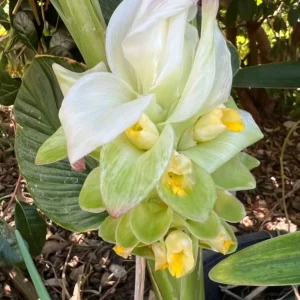 Organic Yellow Turmeric Ginger Bulbs - Live Edible Plant Ready to Grow, Outdoor, Edible, Perennial - Image 1