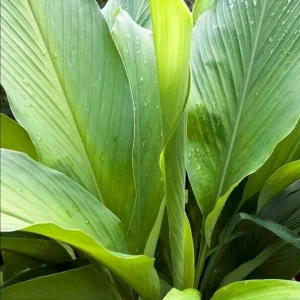 Organic Yellow Turmeric Ginger Bulbs - Live Edible Plant Ready to Grow, Outdoor, Edible, Perennial - Image 2