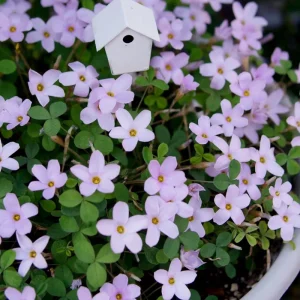 Oxalis Nidulans Flower Bulbs - Early Flowering - Multi-Color Blooms - Image 2