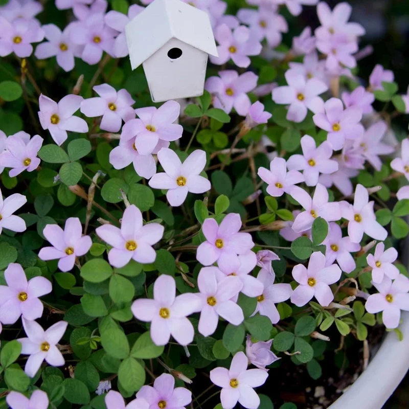 Oxalis Nidulans Flower Bulbs - Early Flowering - Multi-Color Blooms - Image 2