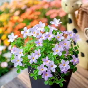 Oxalis Nidulans Flower Bulbs - Early Flowering - Multi-Color Blooms - Image 3