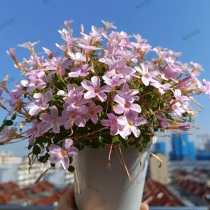 Oxalis Nidulans Flower Bulbs - Early Flowering - Multi-Color Blooms - Image 4