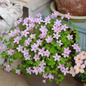 Oxalis Nidulans Flower Bulbs - Early Flowering - Multi-Color Blooms - Image 5