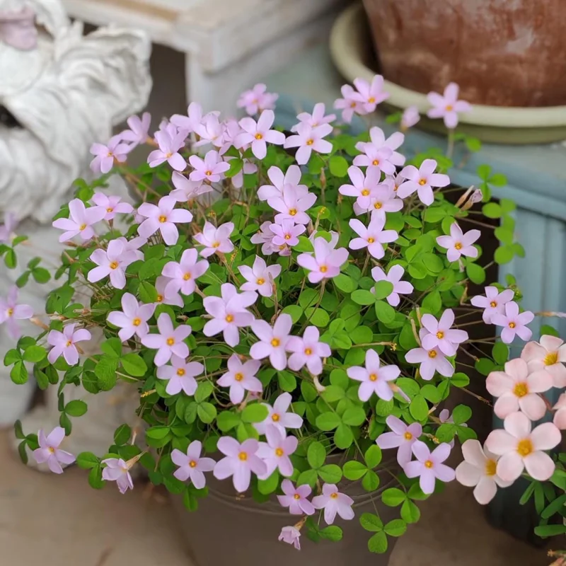 Oxalis Nidulans Flower Bulbs - Early Flowering - Multi-Color Blooms - Image 5