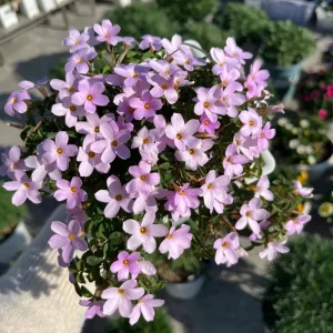 Oxalis Nidulans Flower Bulbs - Early Flowering - Multi-Color Blooms - Image 6