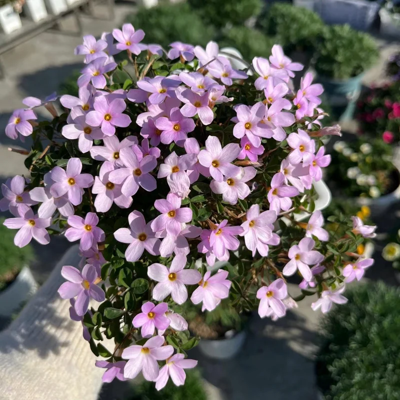 Oxalis Nidulans Flower Bulbs - Early Flowering - Multi-Color Blooms - Image 6