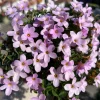 Oxalis Nidulans Flower Bulbs - Early Flowering - Multi-Color Blooms - Image 1