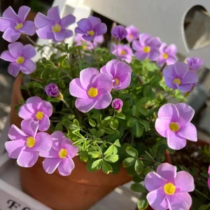 Oxalis Sky Blue Flower Bulbs - Early Flowering Plant in Fall - Image 3
